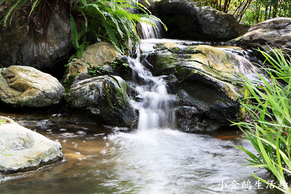 彰化美食。景觀餐廳｜彰化田尾的歐式莊園 溜滑梯。沙坑。魚池。草坪。夢幻玻璃屋