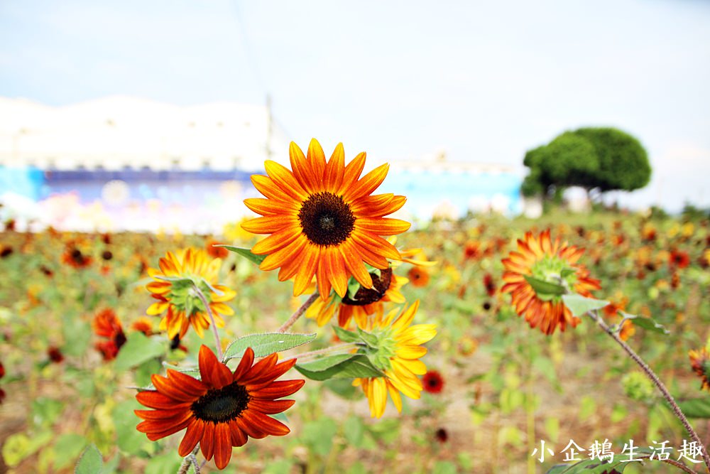 彰化免費景點｜2017花壇彩繪稻田 重現10年前麥香紅茶三春老樹向日葵花田