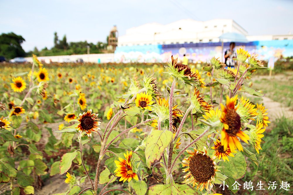 彰化免費景點｜2017花壇彩繪稻田 重現10年前麥香紅茶三春老樹向日葵花田