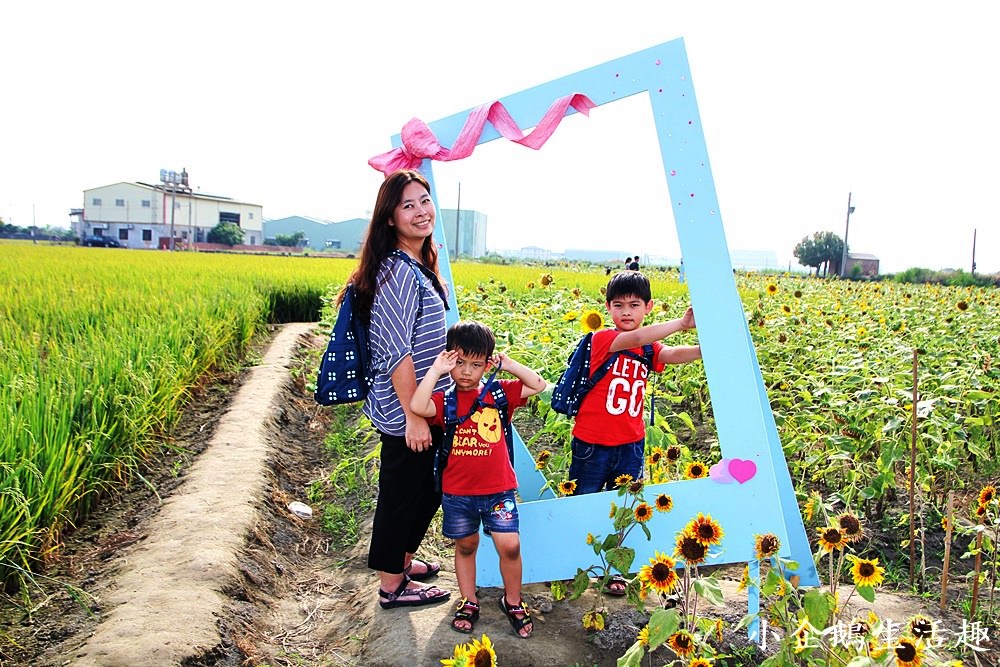 彰化免費景點｜2017花壇彩繪稻田 重現10年前麥香紅茶三春老樹向日葵花田