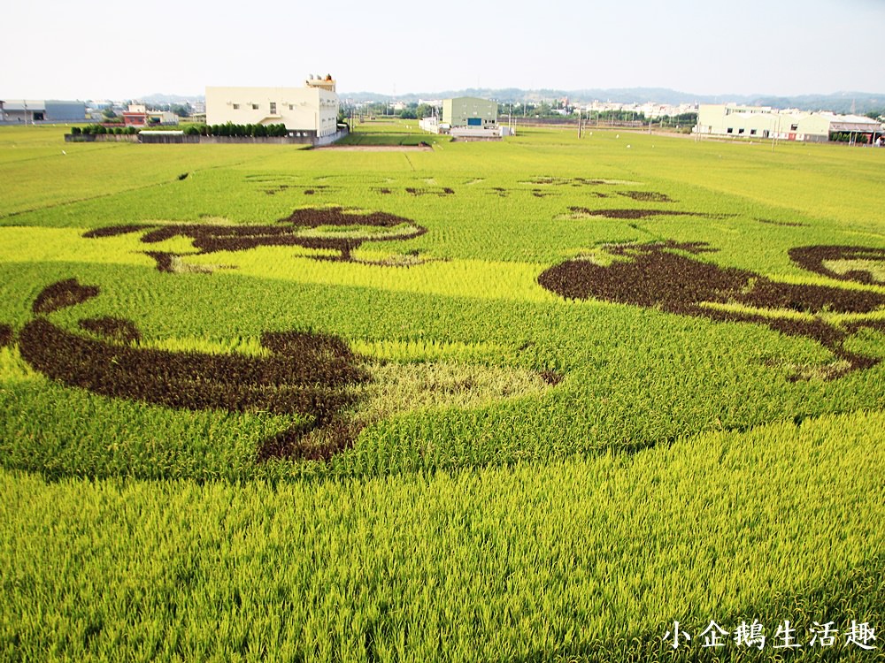 彰化免費景點｜2017花壇彩繪稻田 重現10年前麥香紅茶三春老樹向日葵花田