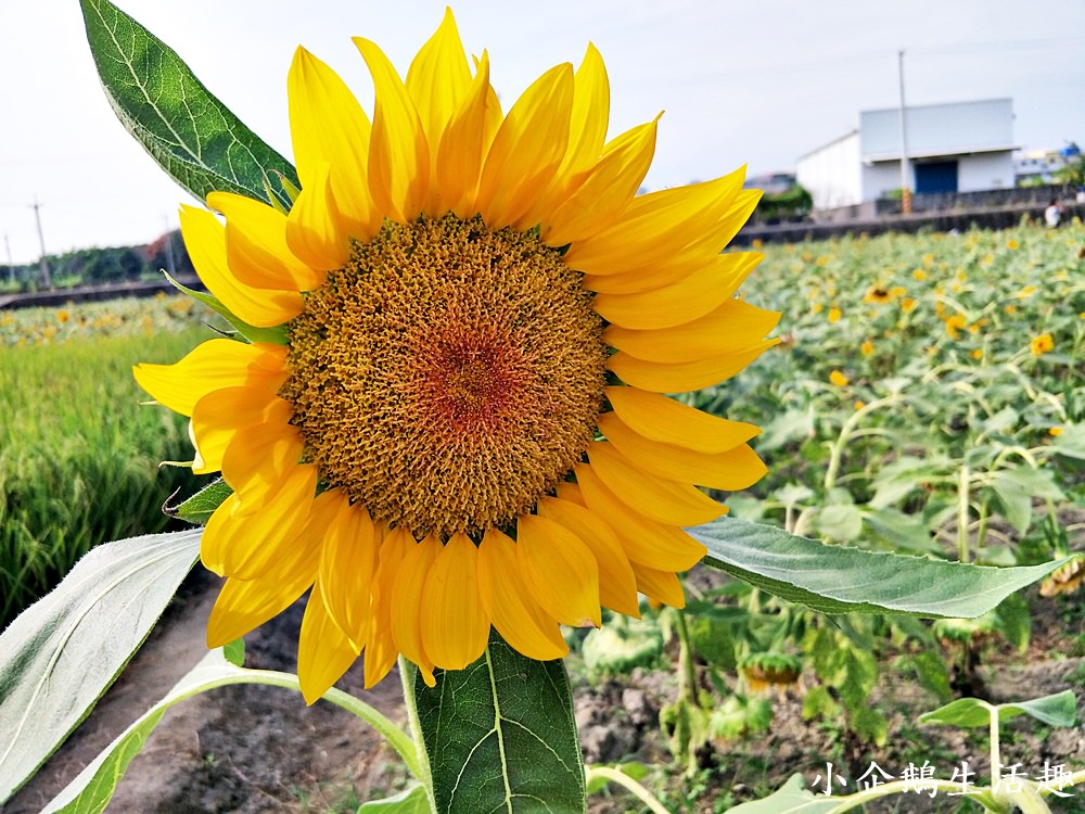 彰化免費景點｜2017花壇彩繪稻田 重現10年前麥香紅茶三春老樹向日葵花田