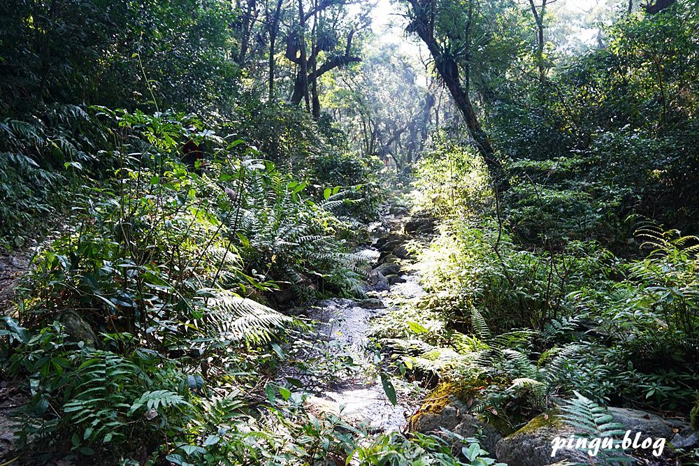 台中泰雅部落一日遊｜賽德克巴萊/西遊記女兒國的拍攝場景 巨大山蘇林/巨人之手