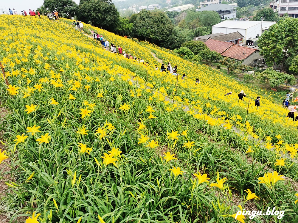 彰化景點｜虎山巖金針花 我在虎山巖 金針花繡球花開