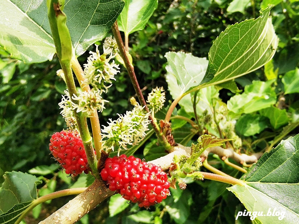 彰化一日遊｜樂農發休閒農場 親子採果趣 桑葚葉不只蠶寶寶能吃 也能泡茶唷~