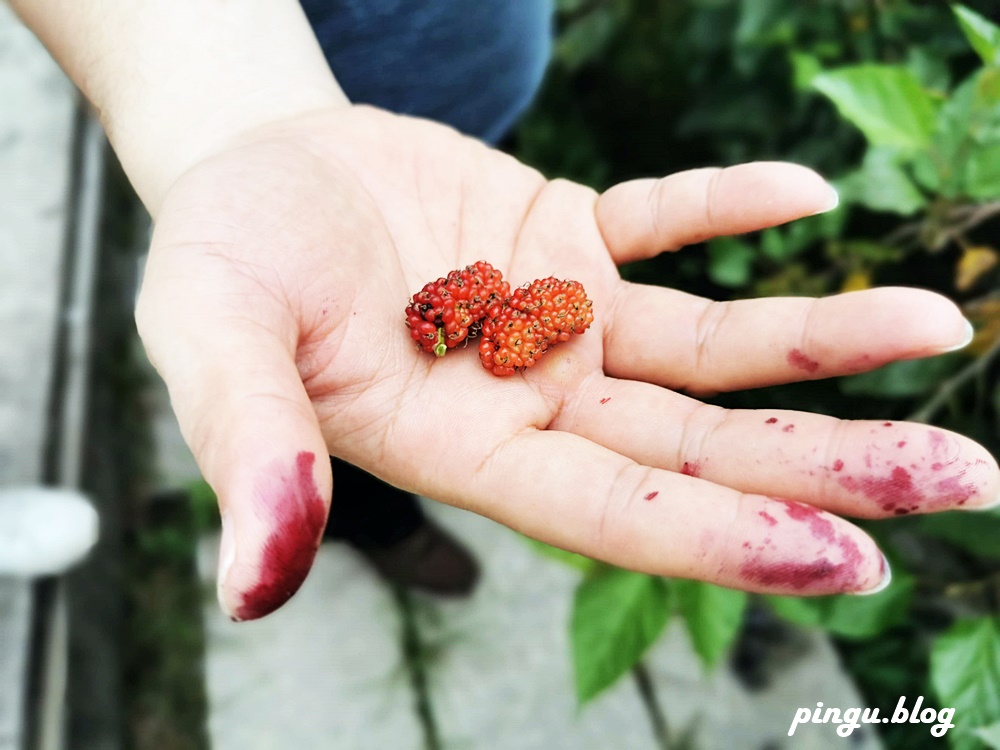 彰化一日遊｜樂農發休閒農場 親子採果趣 桑葚葉不只蠶寶寶能吃 也能泡茶唷~