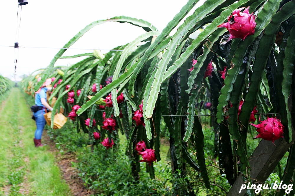 彰化一日遊｜京兆園火龍果採果趣 無農藥及除草劑殘留 食在好安心