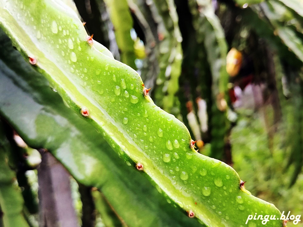 彰化一日遊｜京兆園火龍果採果趣 無農藥及除草劑殘留 食在好安心