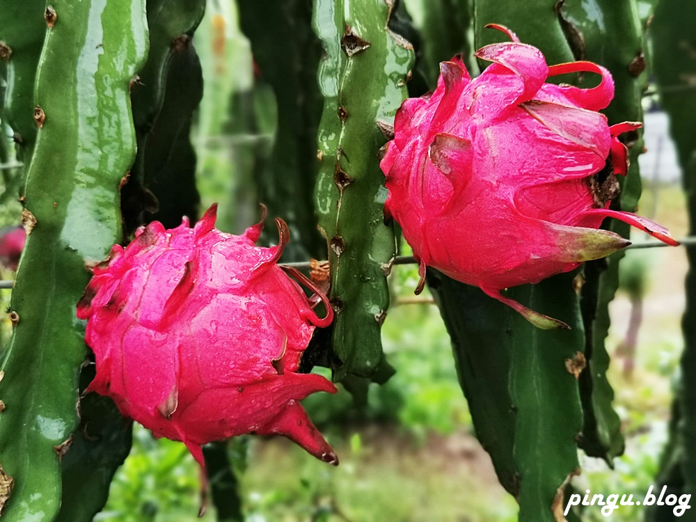 彰化一日遊｜京兆園火龍果採果趣 無農藥及除草劑殘留 食在好安心