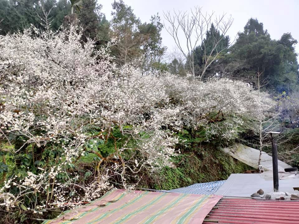 南投景點｜四季主題經典農遊 信義/水里鄉一日遊 梅汁愛玉/梅精麻糬/梅汁泡菜/蜂巢蠟燭DIY