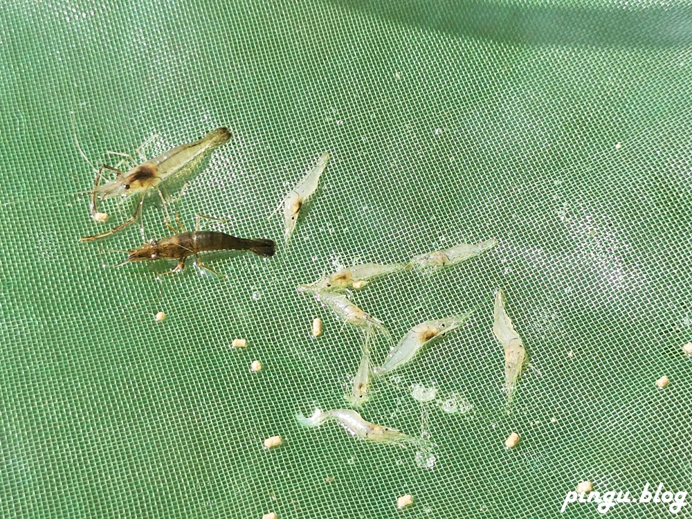 雲林景點｜好蝦冏男社 自然生態無毒養殖 抓蝦吃蝦懂蝦的好地方