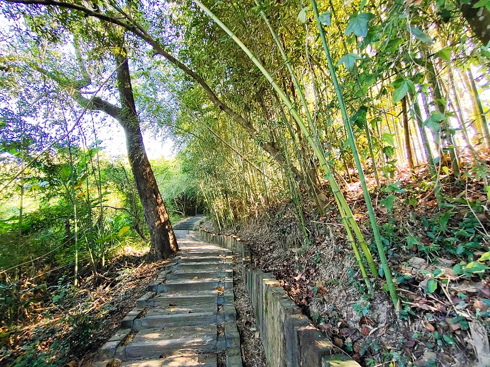 東勢一日遊｜走入穿霧步道 體驗採果樂趣 漫步竹林秘境