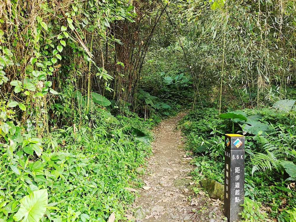 東勢一日遊｜走入穿霧步道 體驗採果樂趣 漫步竹林秘境