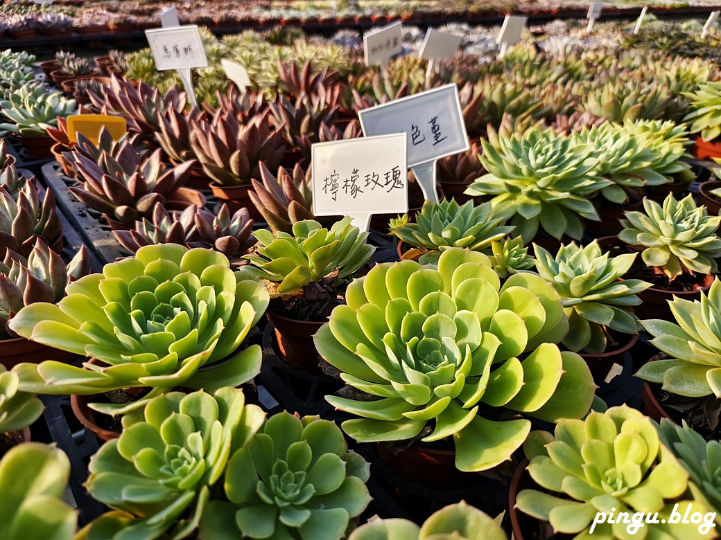 樂遊花鄉田尾一日遊這樣玩 騎協力車買花、逛綠植園藝、手作DIY 感受田園風光