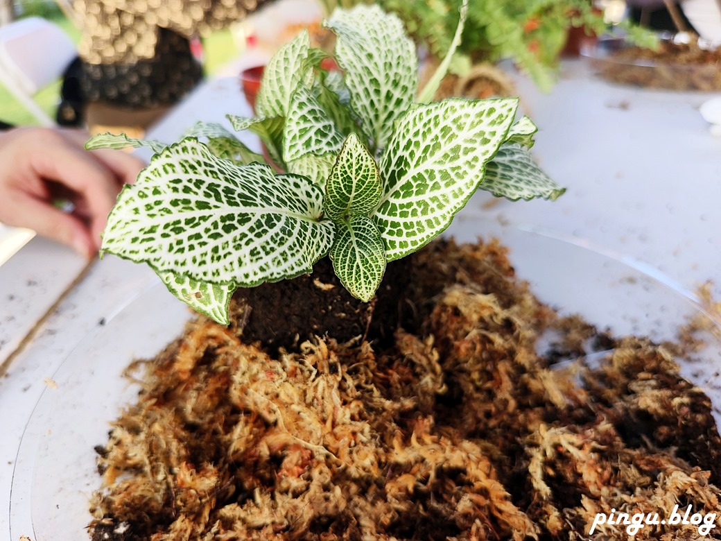 樂遊花鄉田尾一日遊這樣玩 騎協力車買花、逛綠植園藝、手作DIY 感受田園風光