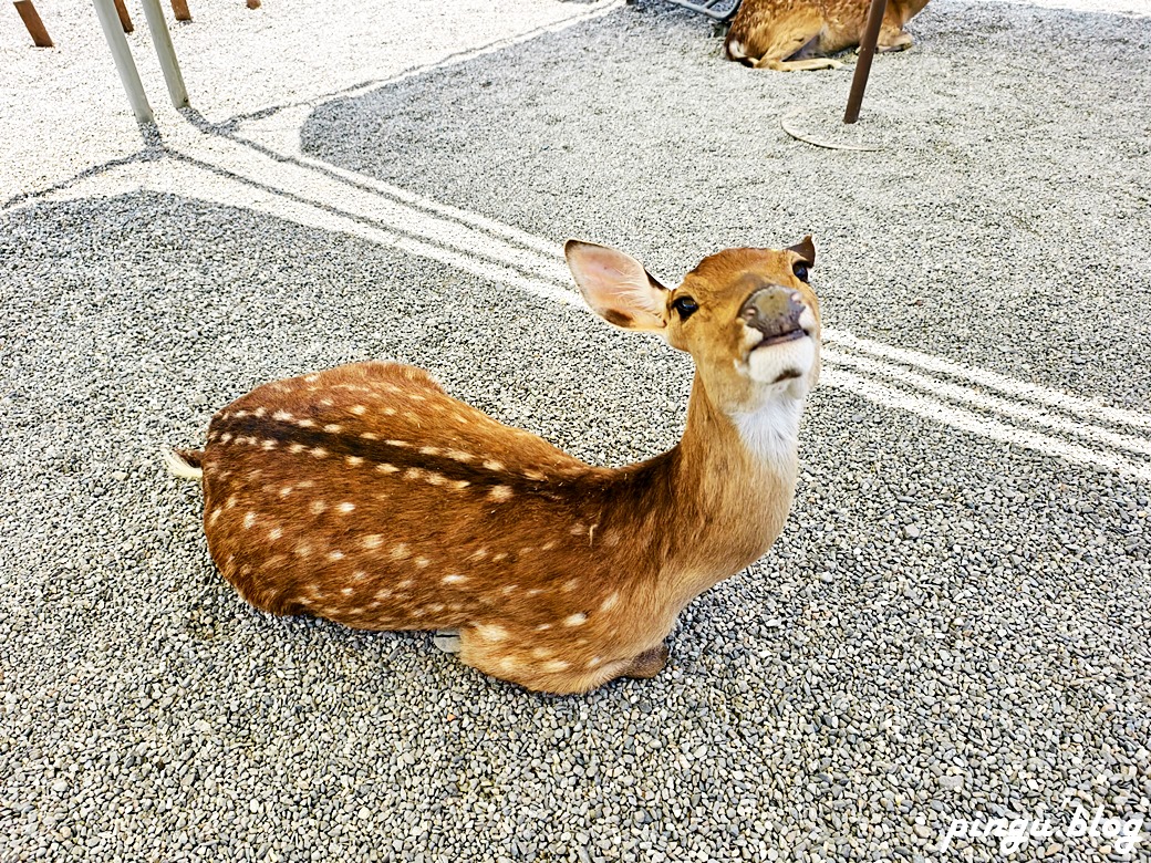斑比山丘 Bambi Land｜與卡哇伊的卡比巴拉黑糖牛奶霜淇淋 來一場與鹿共舞的童話旅程！