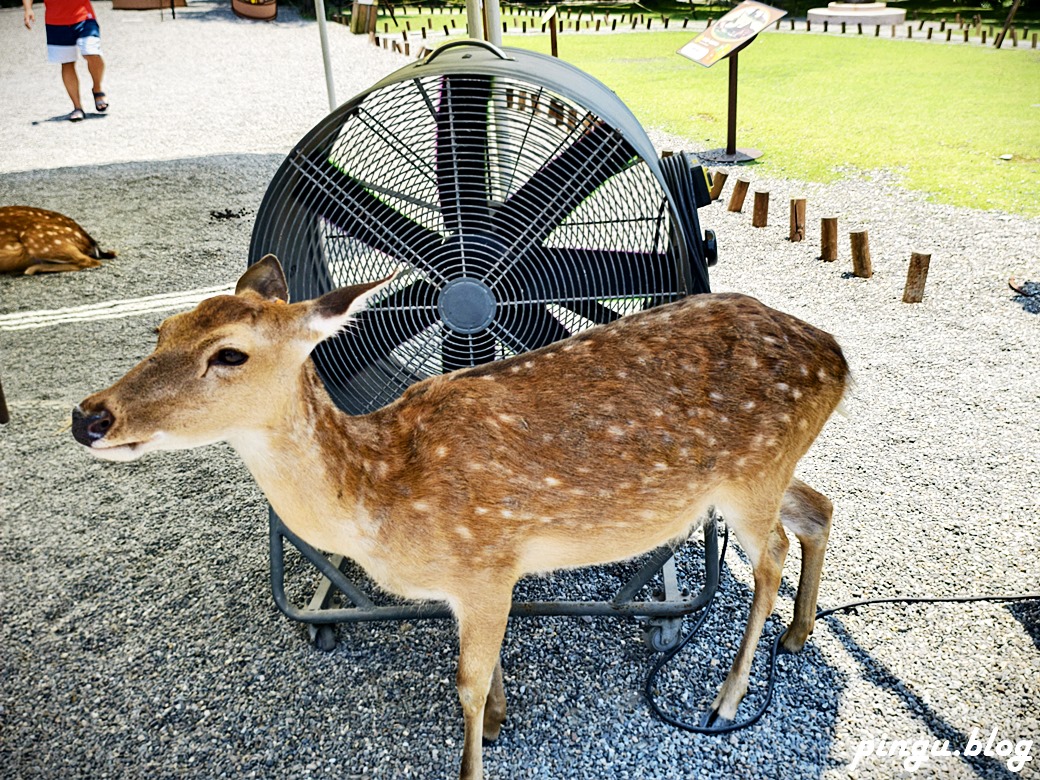 斑比山丘 Bambi Land｜與卡哇伊的卡比巴拉黑糖牛奶霜淇淋 來一場與鹿共舞的童話旅程！