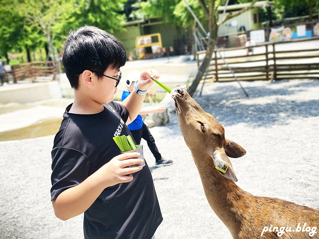 斑比山丘 Bambi Land｜與卡哇伊的卡比巴拉黑糖牛奶霜淇淋 來一場與鹿共舞的童話旅程！