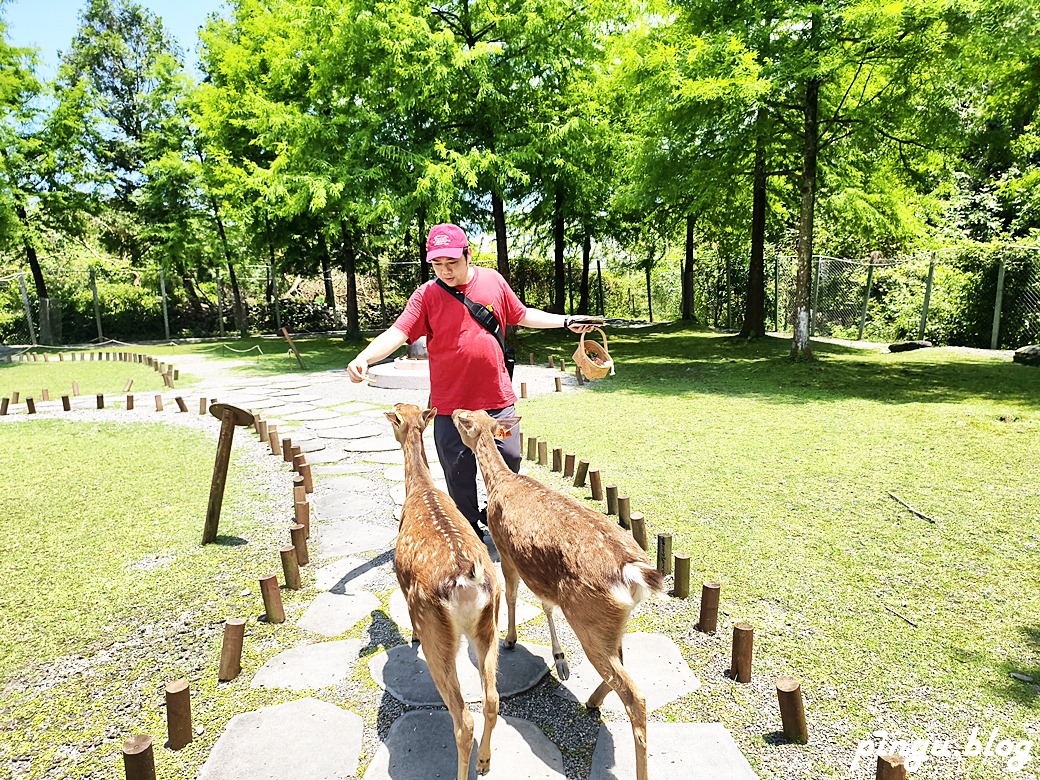 斑比山丘 Bambi Land｜與卡哇伊的卡比巴拉黑糖牛奶霜淇淋 來一場與鹿共舞的童話旅程！