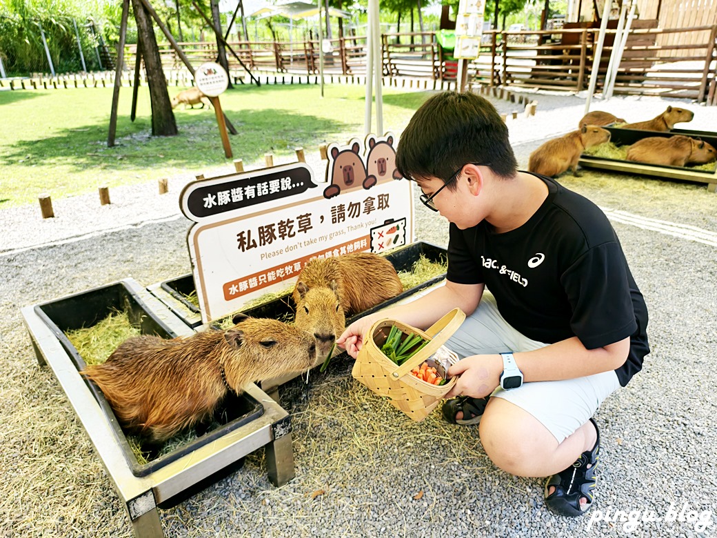 斑比山丘 Bambi Land｜與卡哇伊的卡比巴拉黑糖牛奶霜淇淋 來一場與鹿共舞的童話旅程！