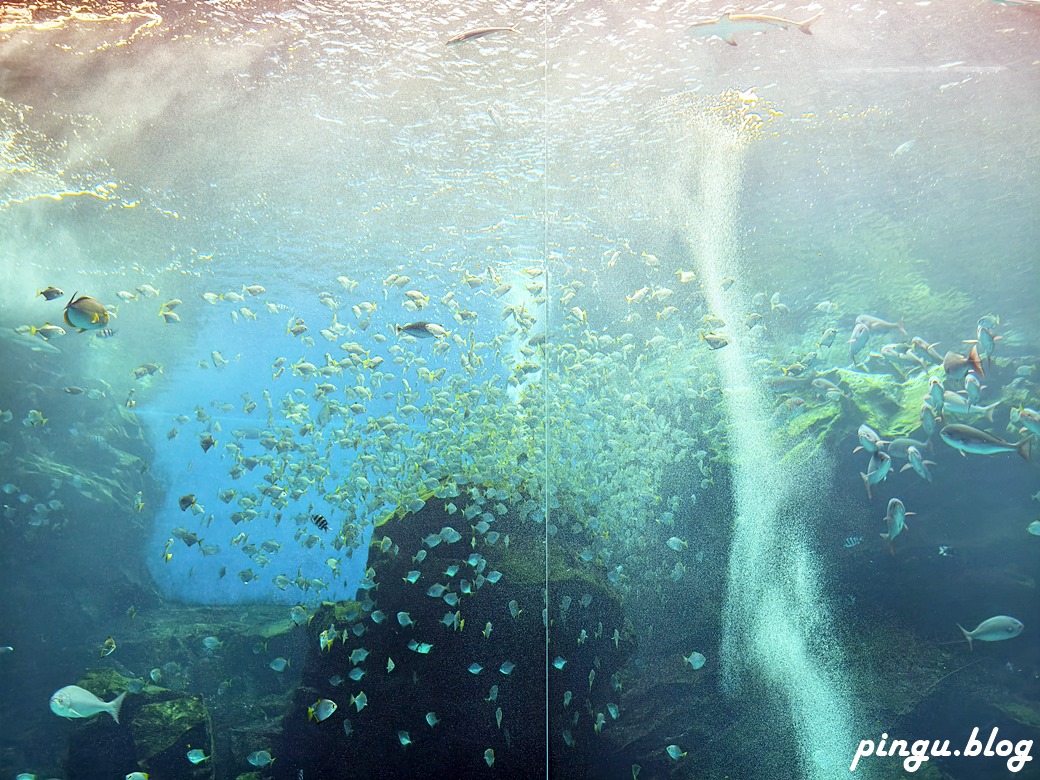 Xpark 水族館｜沉浸式海洋奇幻之旅 城市中療癒的水世界 桃園青埔親子必遊景點