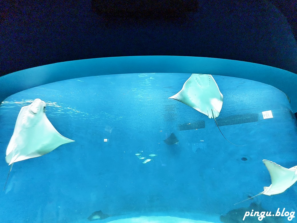 Xpark 水族館｜沉浸式海洋奇幻之旅 城市中療癒的水世界 桃園青埔親子必遊景點