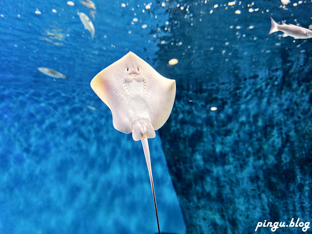 Xpark 水族館｜沉浸式海洋奇幻之旅 城市中療癒的水世界 桃園青埔親子必遊景點