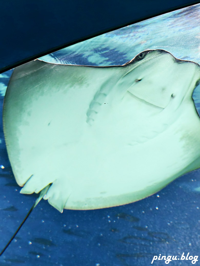 Xpark 水族館｜沉浸式海洋奇幻之旅 城市中療癒的水世界 桃園青埔親子必遊景點