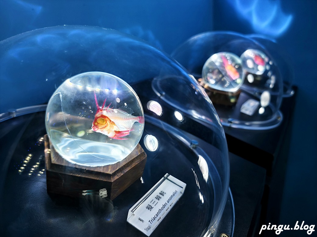 Xpark 水族館｜沉浸式海洋奇幻之旅 城市中療癒的水世界 桃園青埔親子必遊景點