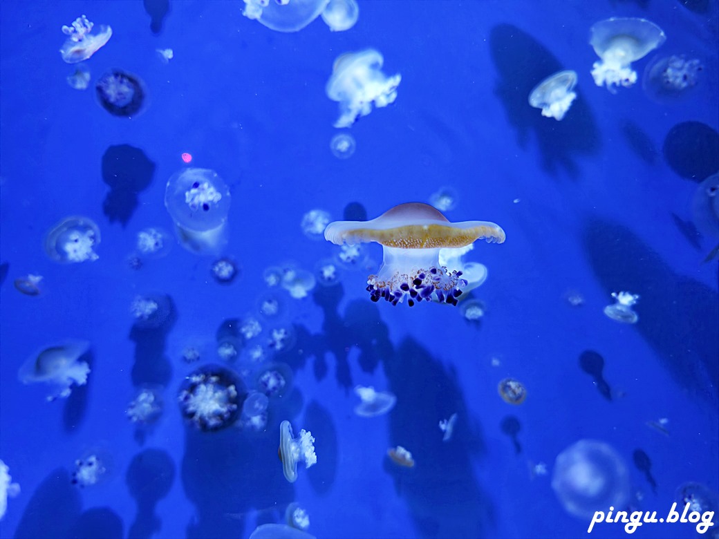 Xpark 水族館｜沉浸式海洋奇幻之旅 城市中療癒的水世界 桃園青埔親子必遊景點