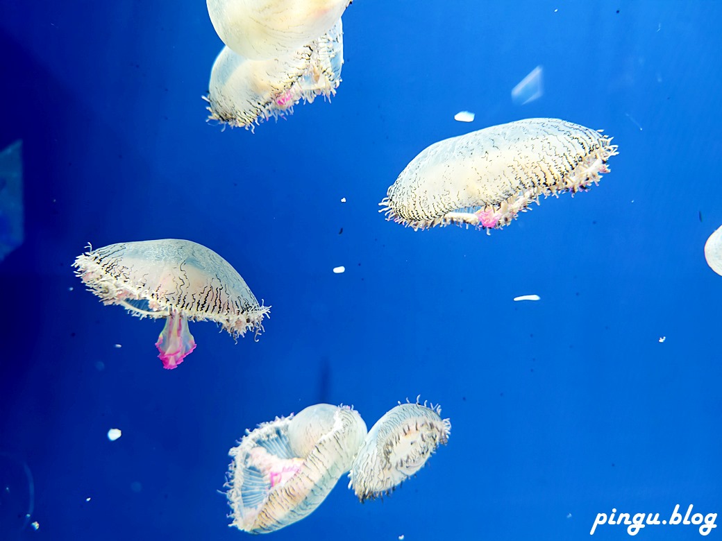 Xpark 水族館｜沉浸式海洋奇幻之旅 城市中療癒的水世界 桃園青埔親子必遊景點