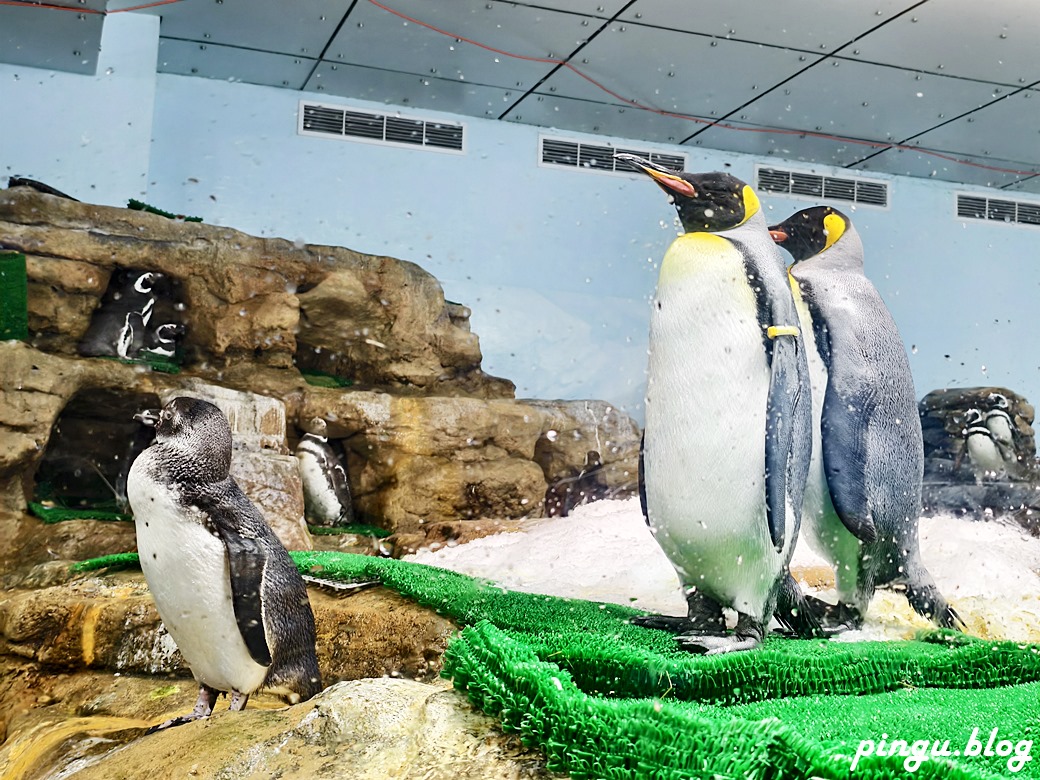 Xpark 水族館｜沉浸式海洋奇幻之旅 城市中療癒的水世界 桃園青埔親子必遊景點