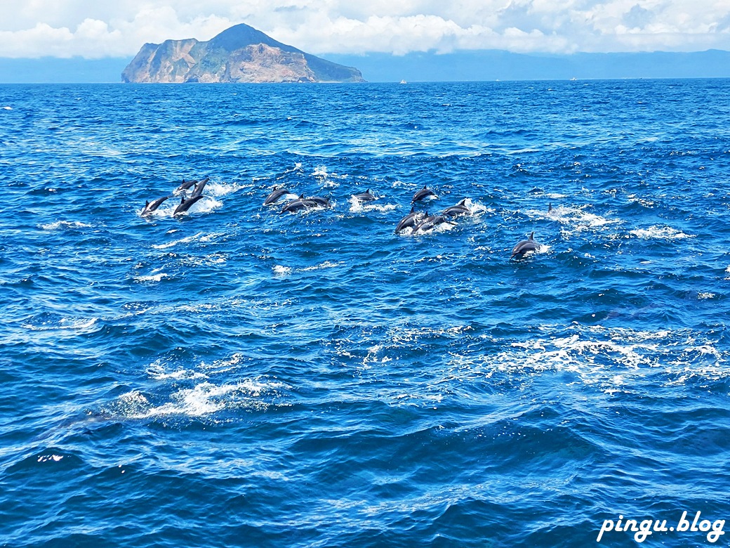 宜蘭賞鯨龜山島半日遊｜海豚共舞 環繞龜山島 登島探秘 三合一的海上奇幻旅程