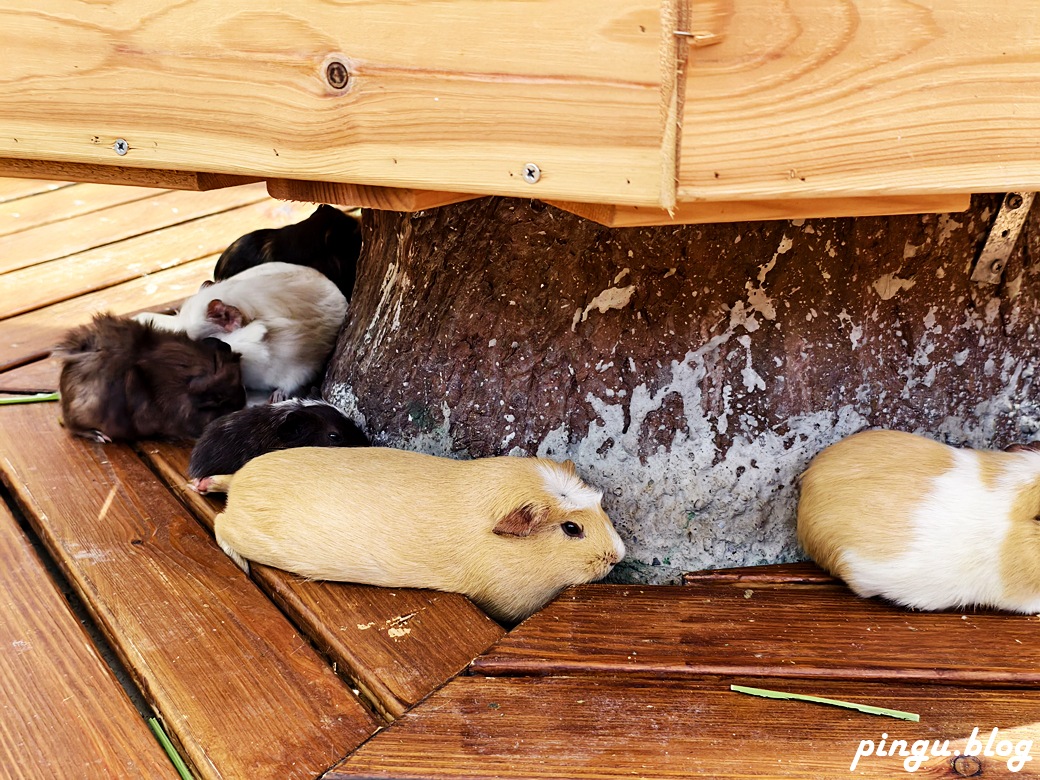 蘭陽動植物王國｜宜蘭親子旅遊首選 零距離餵食小動物的樂園