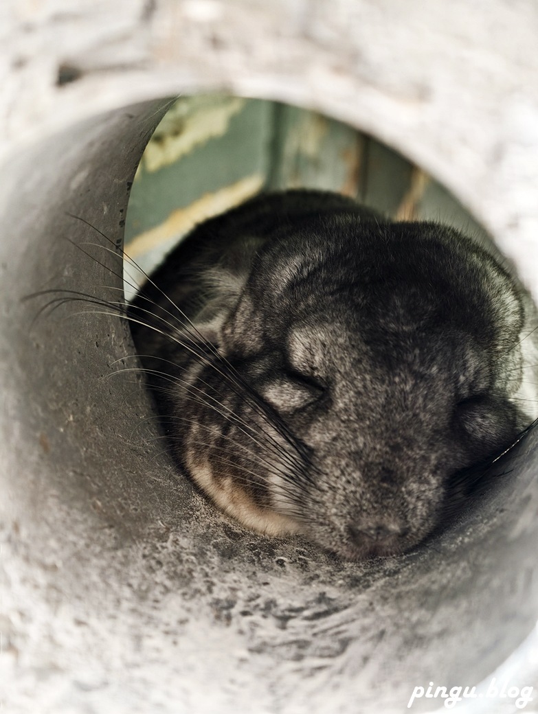 蘭陽動植物王國｜宜蘭親子旅遊首選 零距離餵食小動物的樂園