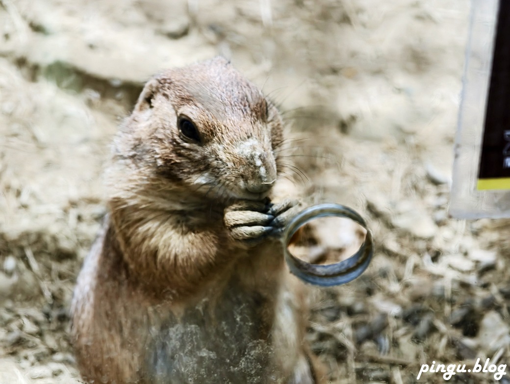 蘭陽動植物王國｜宜蘭親子旅遊首選 零距離餵食小動物的樂園