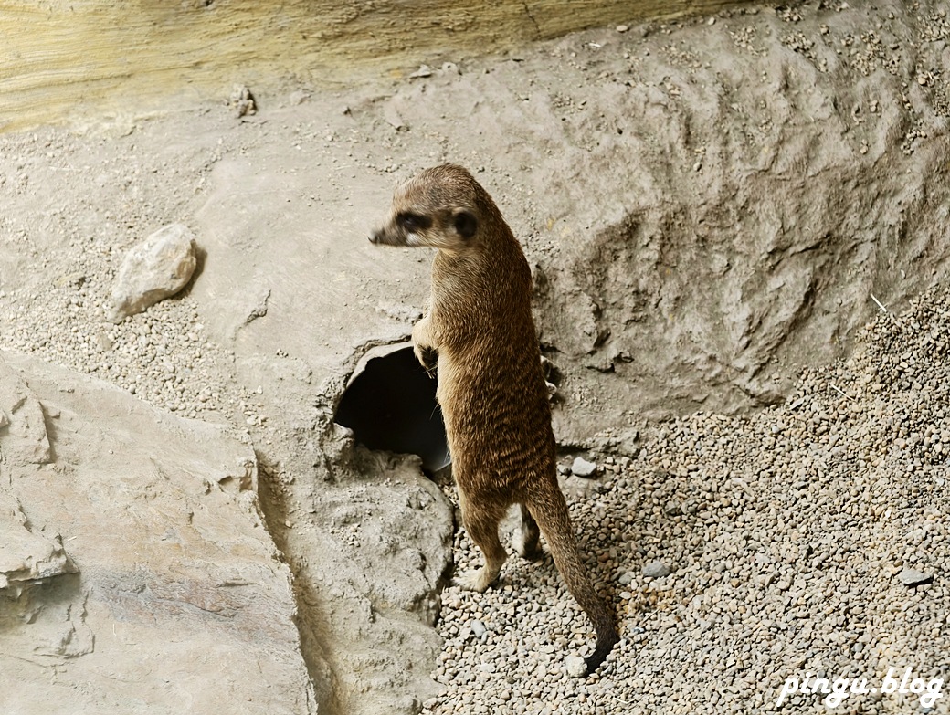 蘭陽動植物王國｜宜蘭親子旅遊首選 零距離餵食小動物的樂園