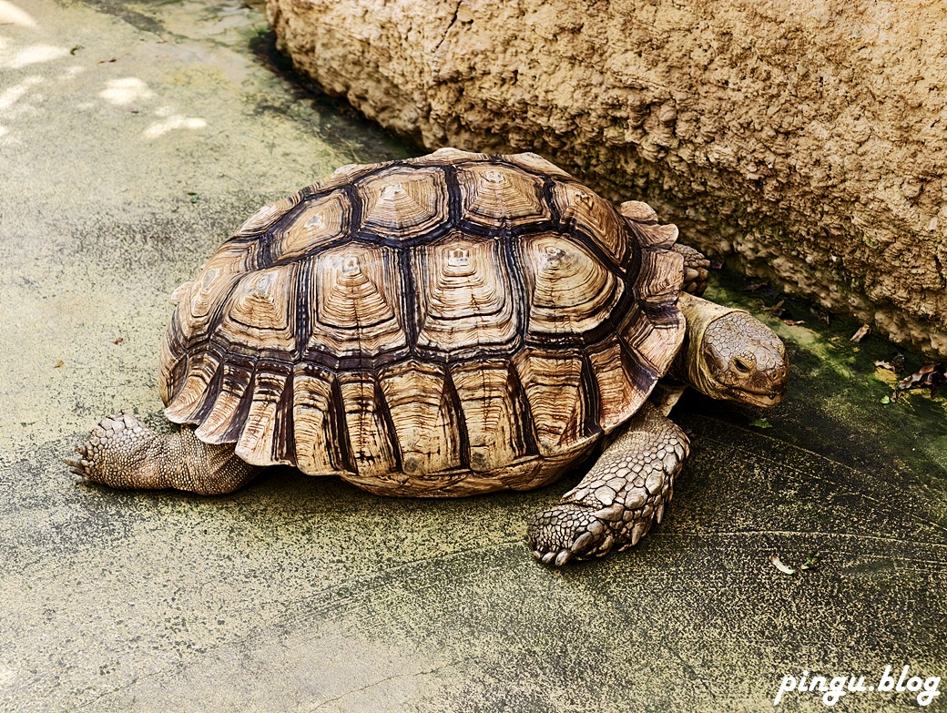 蘭陽動植物王國｜宜蘭親子旅遊首選 零距離餵食小動物的樂園