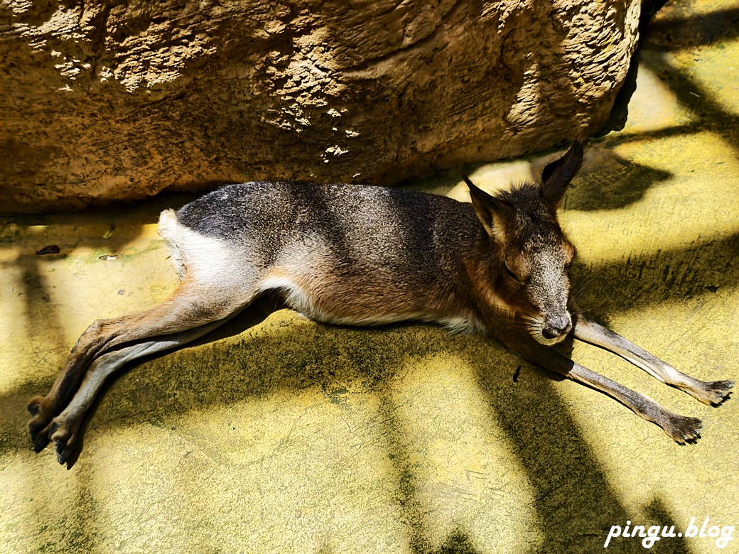 蘭陽動植物王國｜宜蘭親子旅遊首選 零距離餵食小動物的樂園