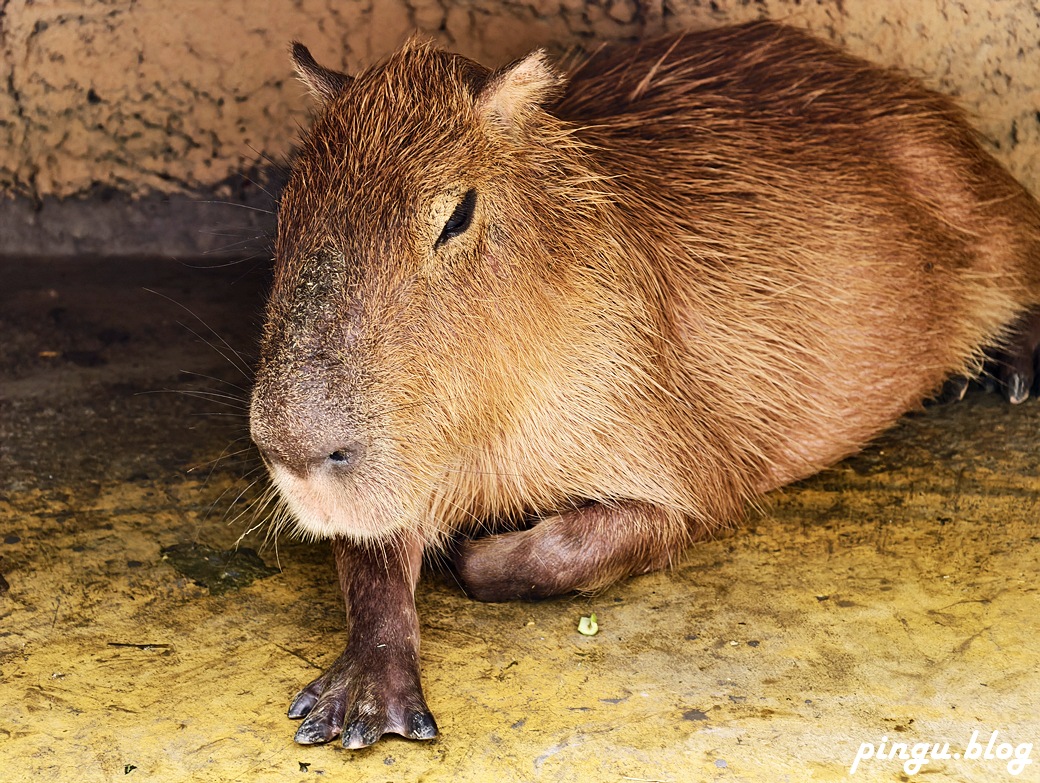 蘭陽動植物王國｜宜蘭親子旅遊首選 零距離餵食小動物的樂園