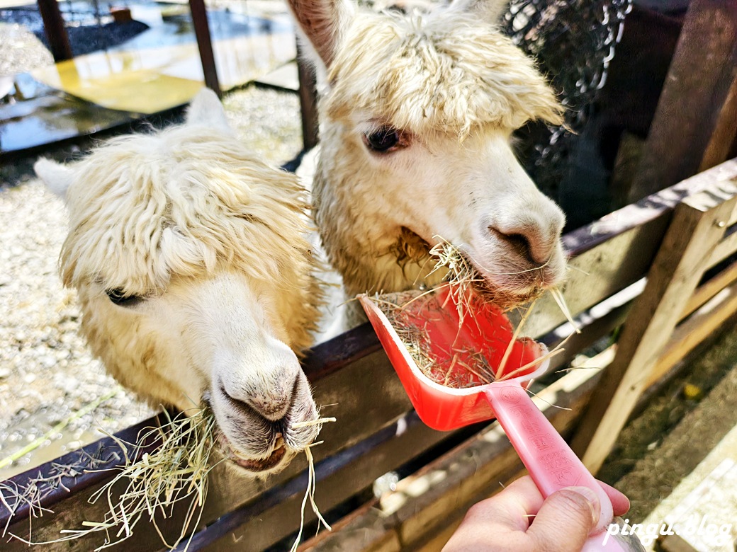 蘭陽動植物王國｜宜蘭親子旅遊首選 零距離餵食小動物的樂園