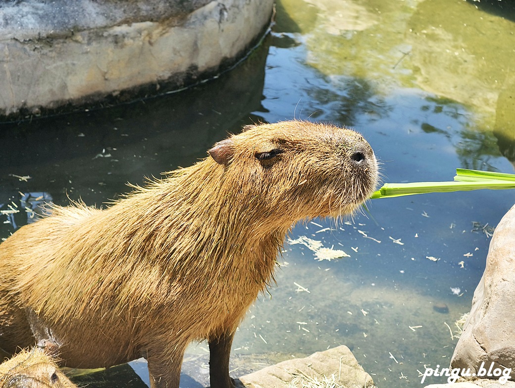 蘭陽動植物王國｜宜蘭親子旅遊首選 零距離餵食小動物的樂園