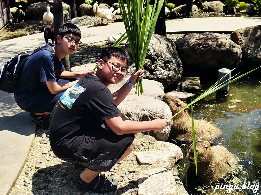 蘭陽動植物王國｜宜蘭親子旅遊首選 零距離餵食小動物的樂園